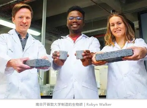 南非开普敦大学制造的生物砖